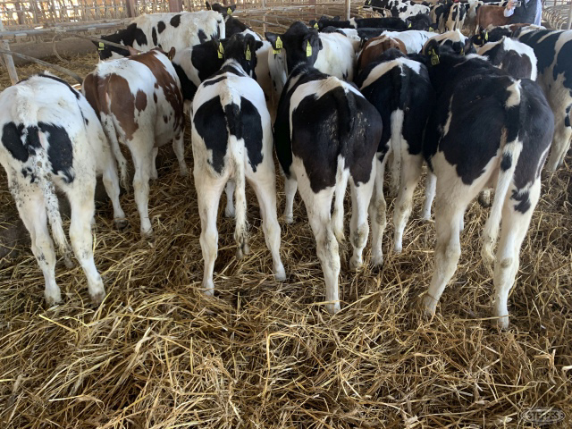 (17 Head) Holstein heifers